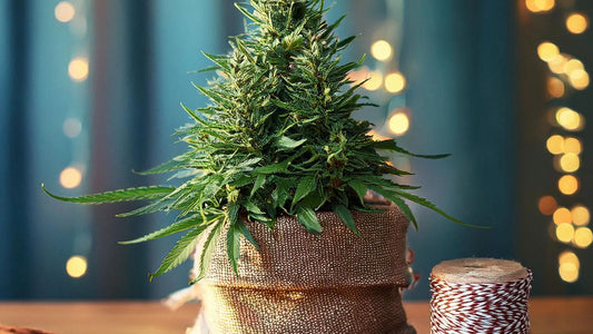 Can CBD help you this Festive Period?